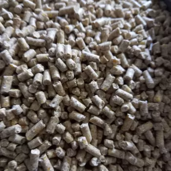 استارت مرغ تخم گذار