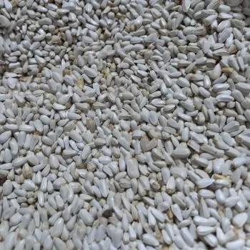 کوشه‌ بسته