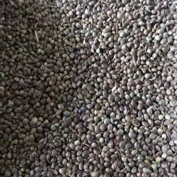 شاهدانه خام