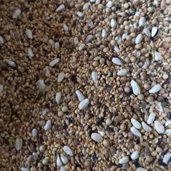 مخلوط‌قناری