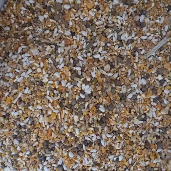 مخلوط کبوتری