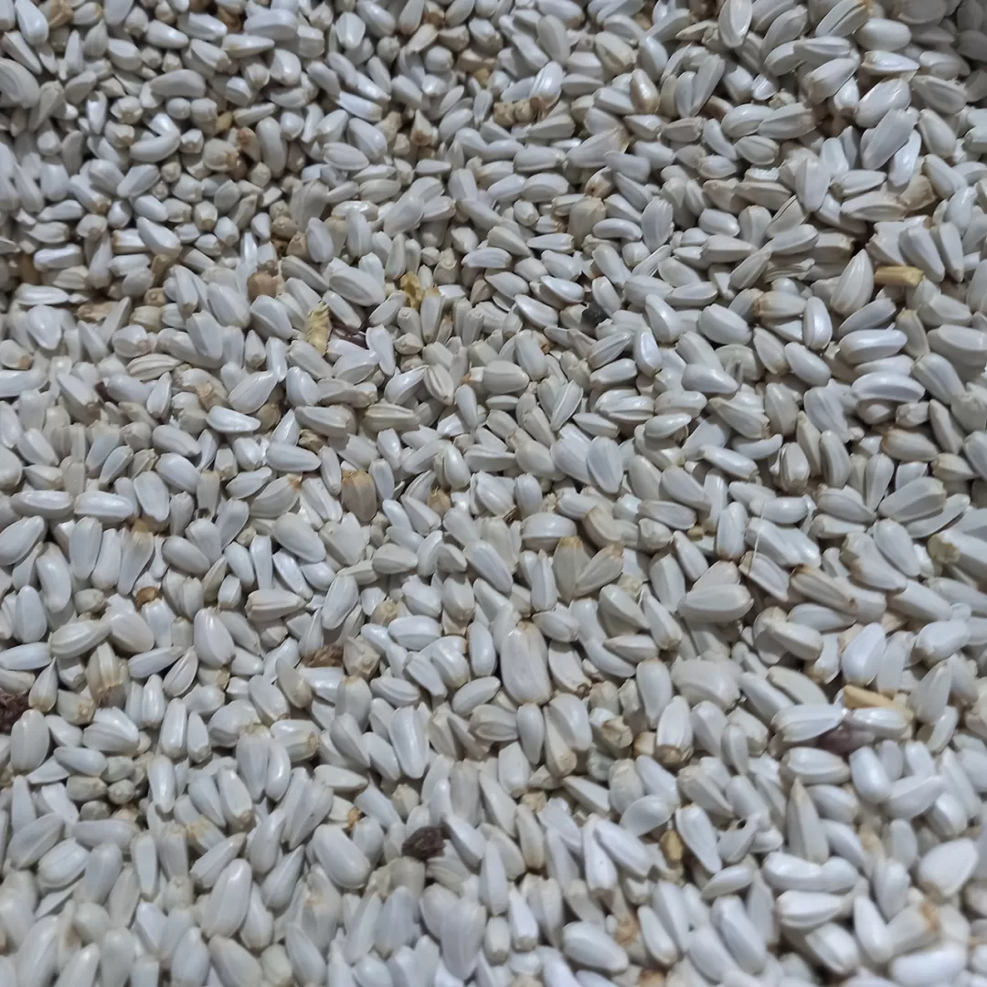 کوشه‌ بسته