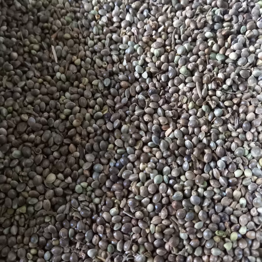 شاهدانه خام