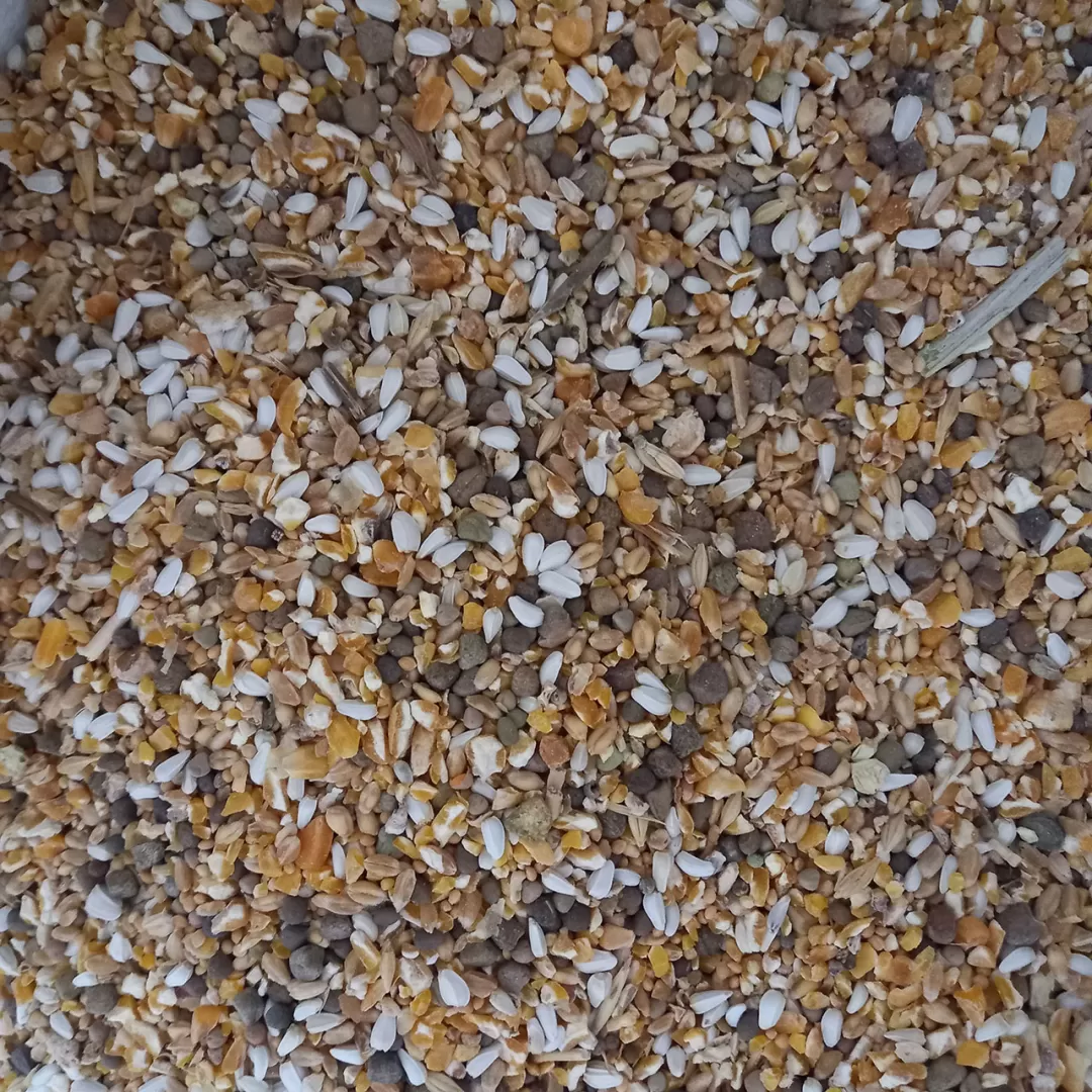 مخلوط کبوتری